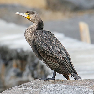 Great Cormorant